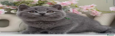 British Shorthair 2