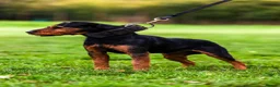 Lakeland Terrier dogs for stud: Working lakeland terrier  - Advert 3
