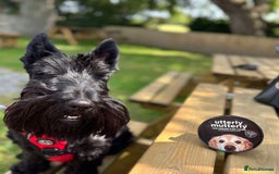 Scottish Terrier dogs for stud: Male Scottish Terrier for Stud - Image 4