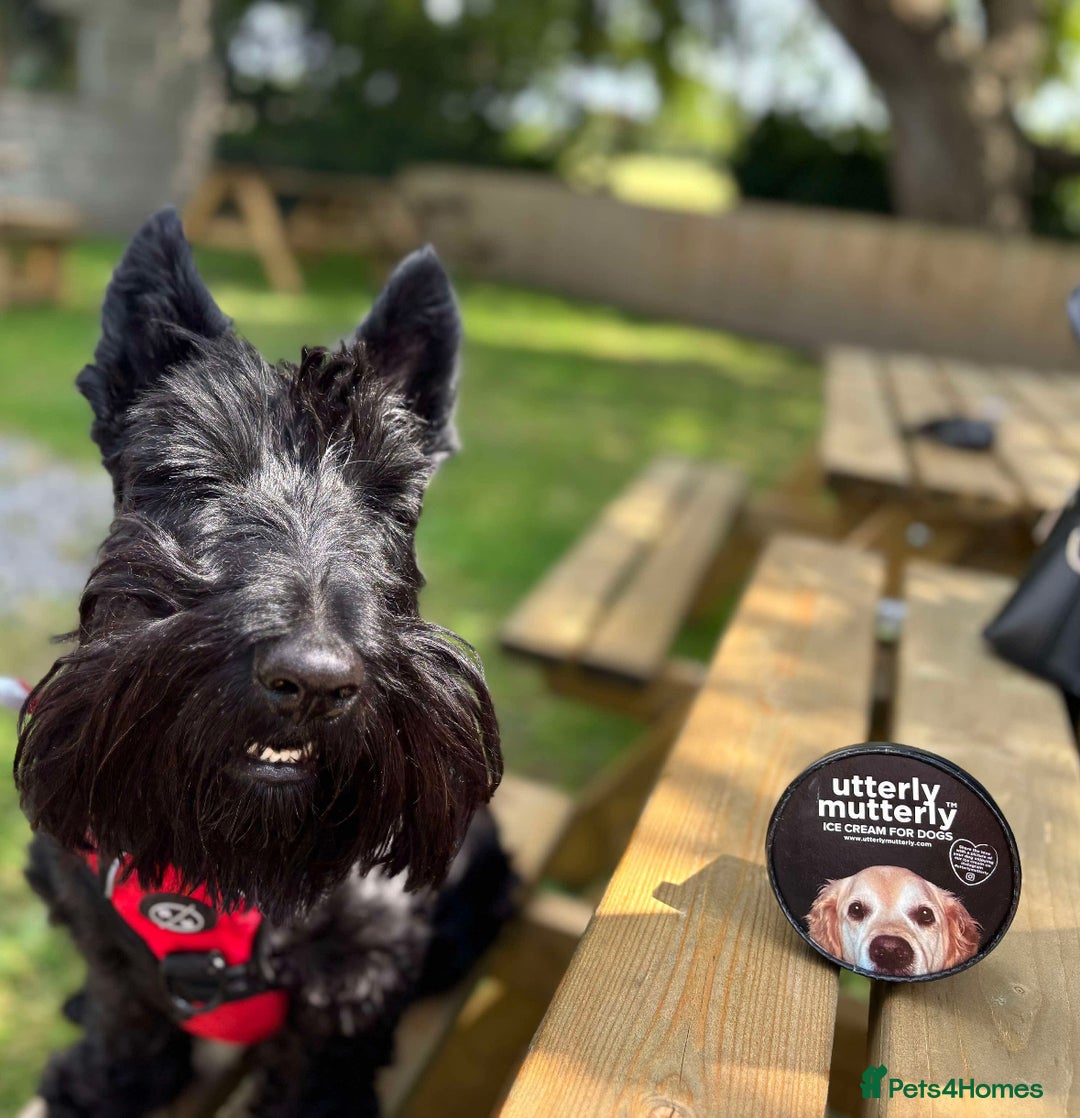 Scottish Terrier dogs for stud: Male Scottish Terrier for Stud - Image 4