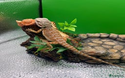 Bearded Dragon reptiles for sale: 🔥🔥🔥 BABY BEARDED DRAGONS 🔥🔥🔥 READY 2 GO 🔥🔥 - Image 20