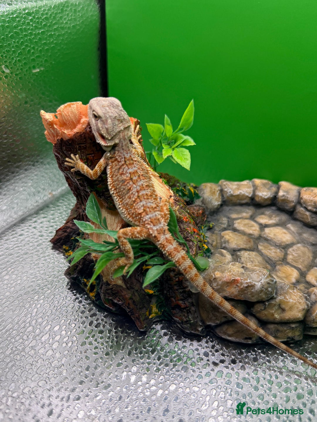 Bearded Dragon reptiles for sale: 🔥🔥🔥 BABY BEARDED DRAGONS 🔥🔥🔥 READY 2 GO 🔥🔥 - Image 20
