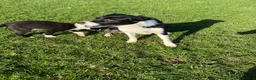 Mixed Breed dogs for sale: One beautiful Beardie x Collie  - Advert 14