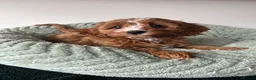 Cavapoo dogs for sale: Beautiful Cavapoos (health tested parents) - Advert 7