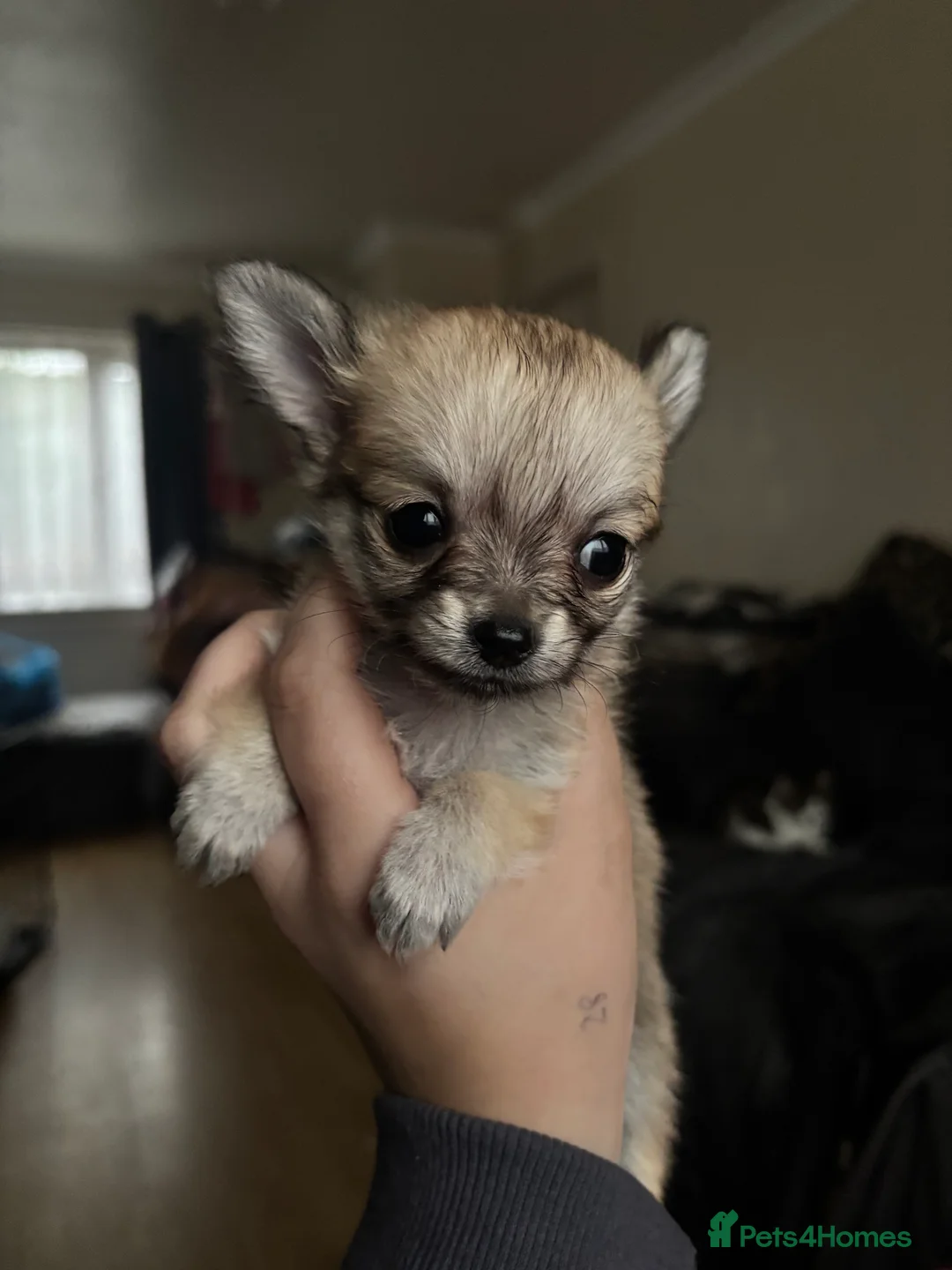 Pomchi dogs for sale: Pomchi Puppies - Advert 2