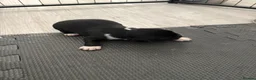 Cockerdor dogs for sale: Cockerdor puppies  - Advert 5
