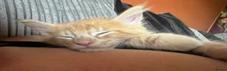 Maine Coon cats for sale: 🧡 Two Male Maine Coon Babies🧡 - Advert 7