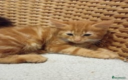 British Shorthair cats for sale: Kittens  - Image 4