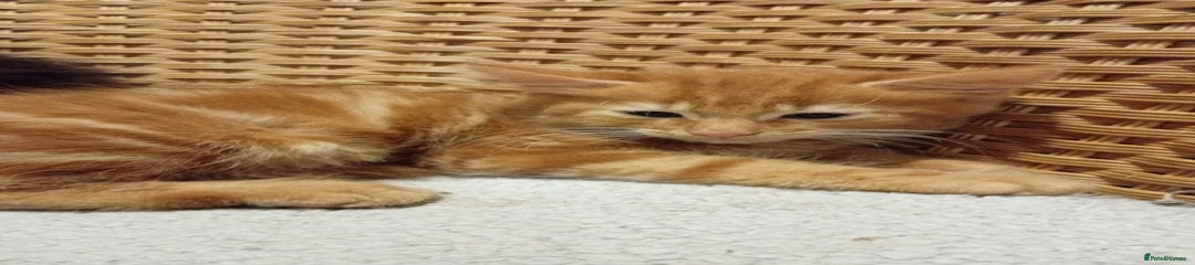 British Shorthair Kitten 3