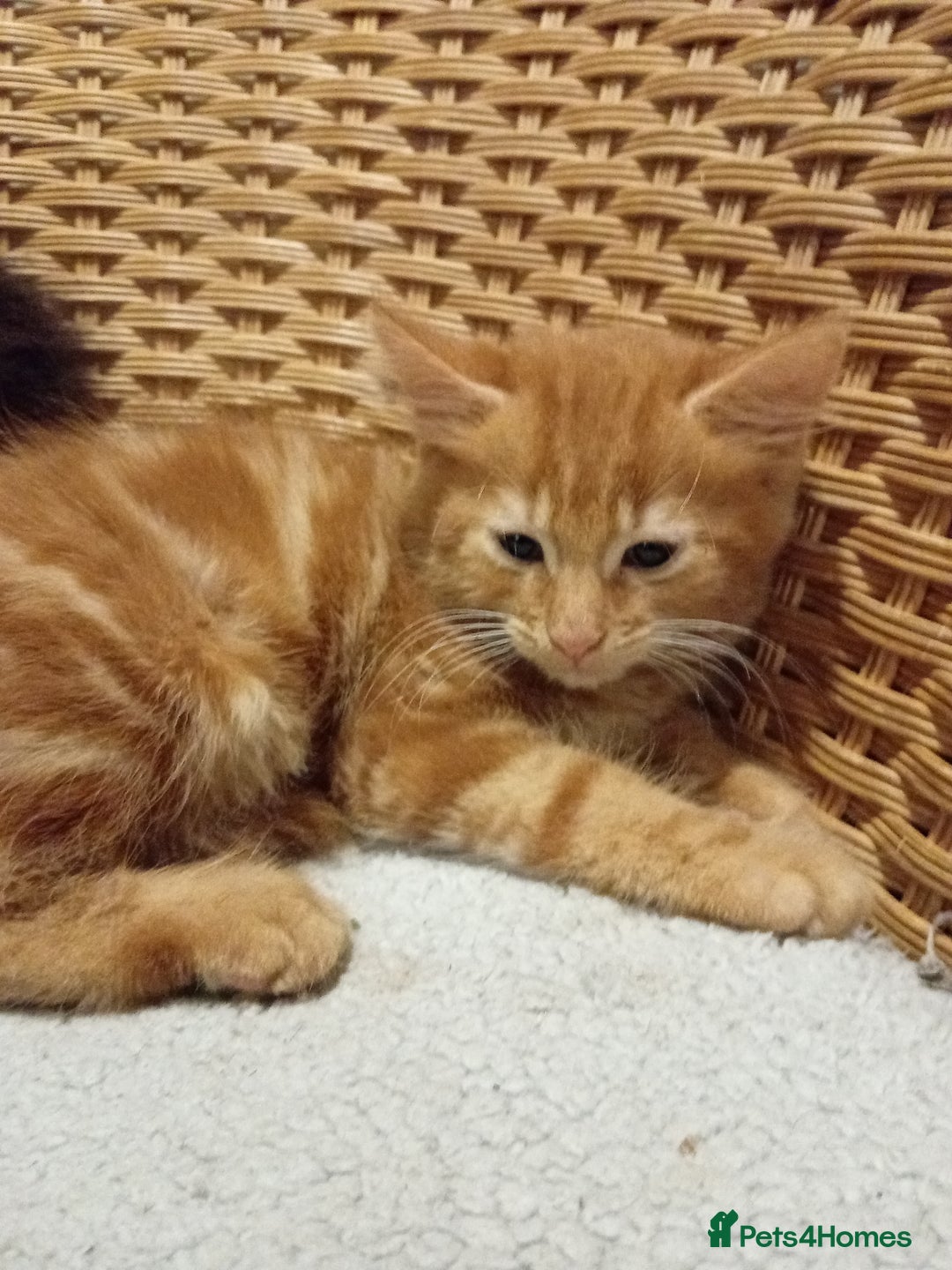 British Shorthair cats for sale: Kittens  - Image 4