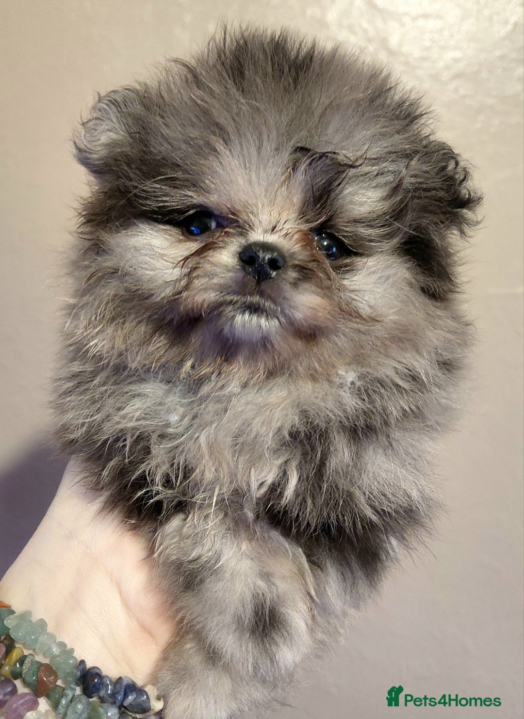 Pomeranian dogs for sale: Pomeranian puppies  - Advert 9