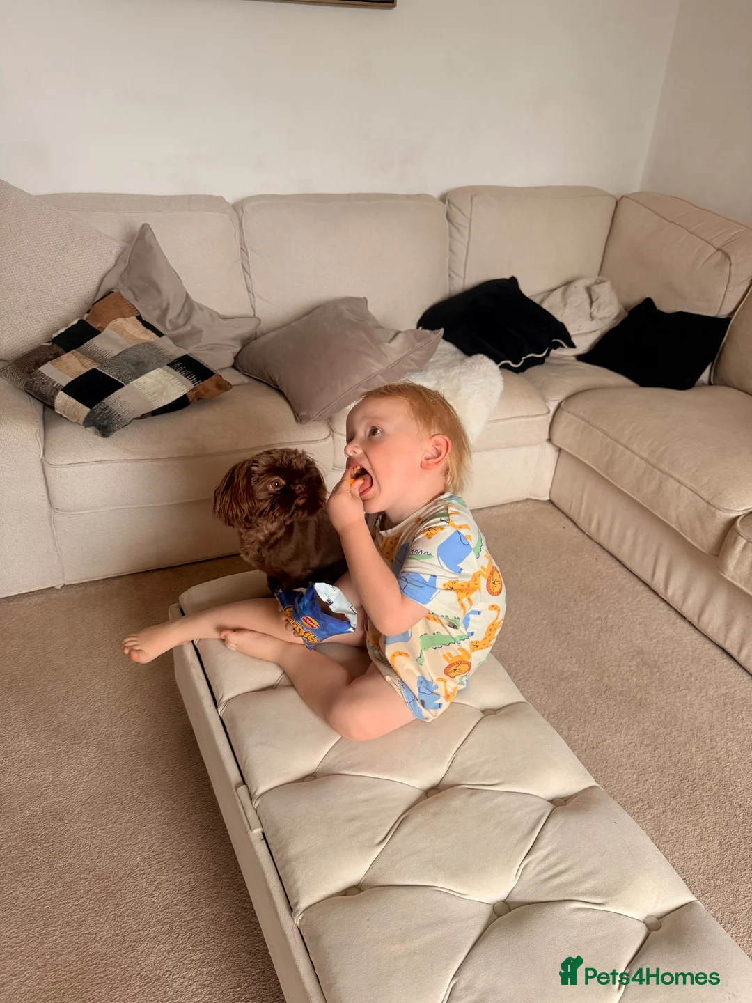 Shih Tzu dogs for sale: chocolate brown imperial shih tzu 9 month puppy - Advert 2