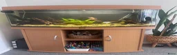 Angelfish fish for sale: Established tank/Aquarium and fish for sale  - Advert 2