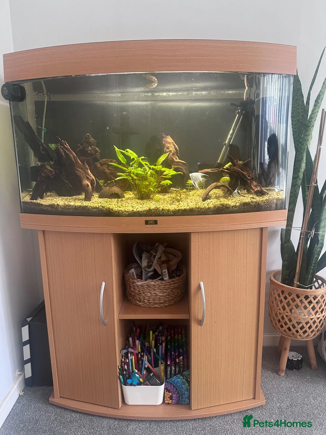 Angelfish fish for sale: Established tank/Aquarium and fish for sale  - Advert 2