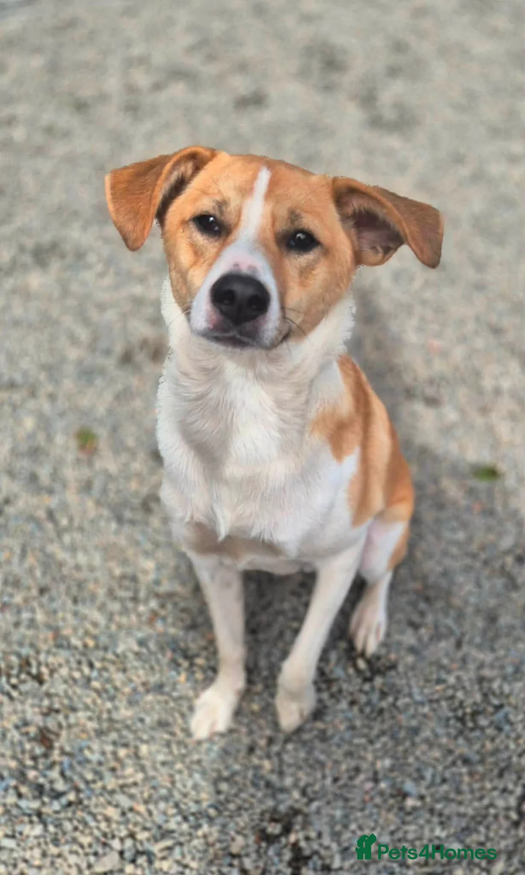 Mixed Breed dogs for adoption: Henry - In Ayr Looking for a home  - Advert 12