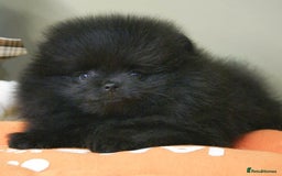 Pomeranian dogs for sale: 900g at 4 months! Show 🏆 quality boy!  - Image 5
