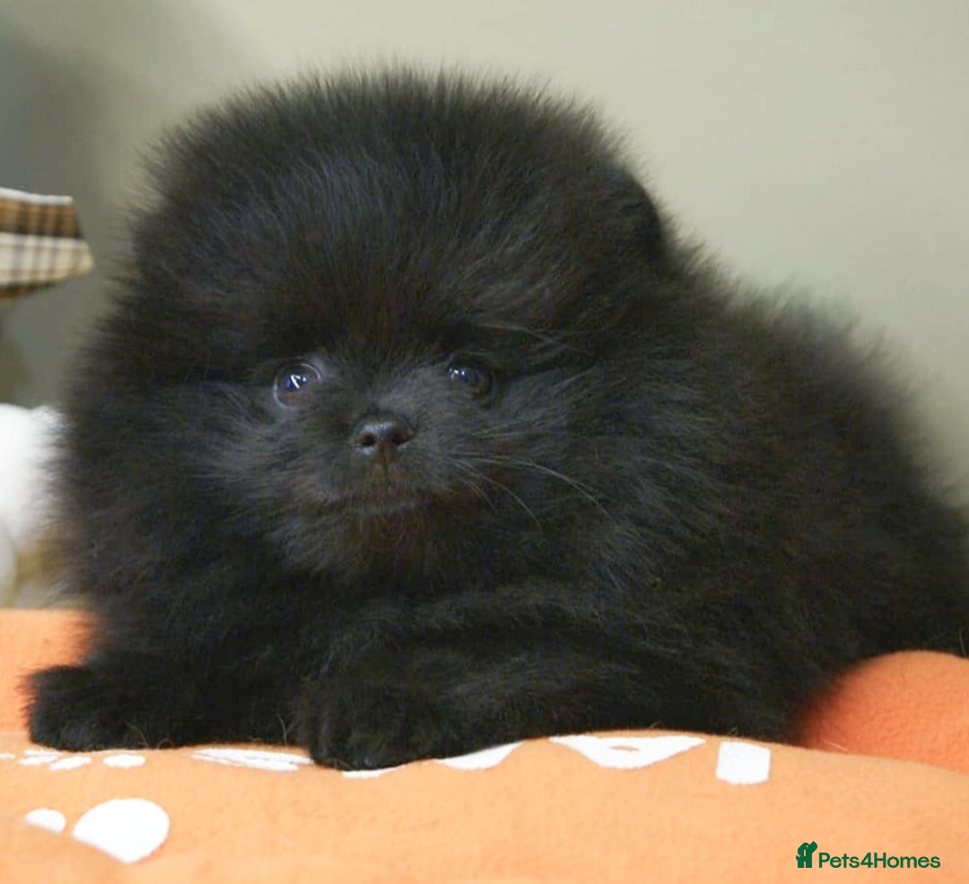 Pomeranian dogs for sale: 900g at 4 months! Show 🏆 quality boy!  - Image 5