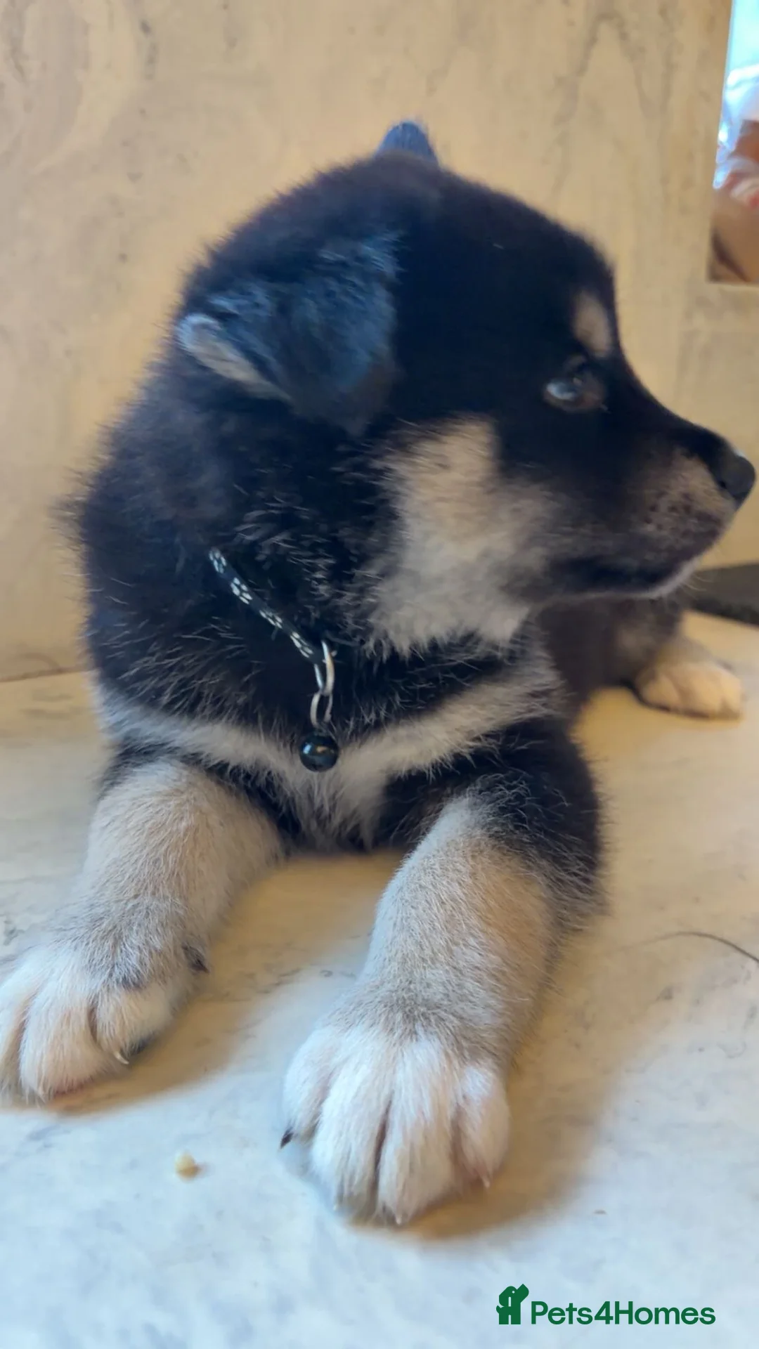 Northern Inuit dogs for sale: Northern Innuit puppies for sale  - Advert 16