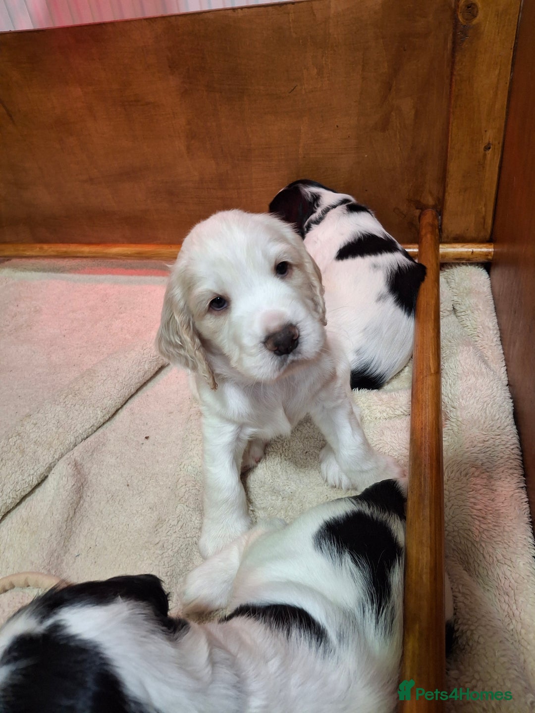 Cocker Spaniel dogs for sale: Beautiful cocker spaniel boys - Image 17