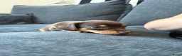 Chiweenie dogs for sale: Miniature Dachshund x Chihuahua  - Advert 4