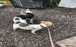 Fox Terrier dogs for stud: Wire Haired Fox Terrier for stud.  in Dunblane - Image 6
