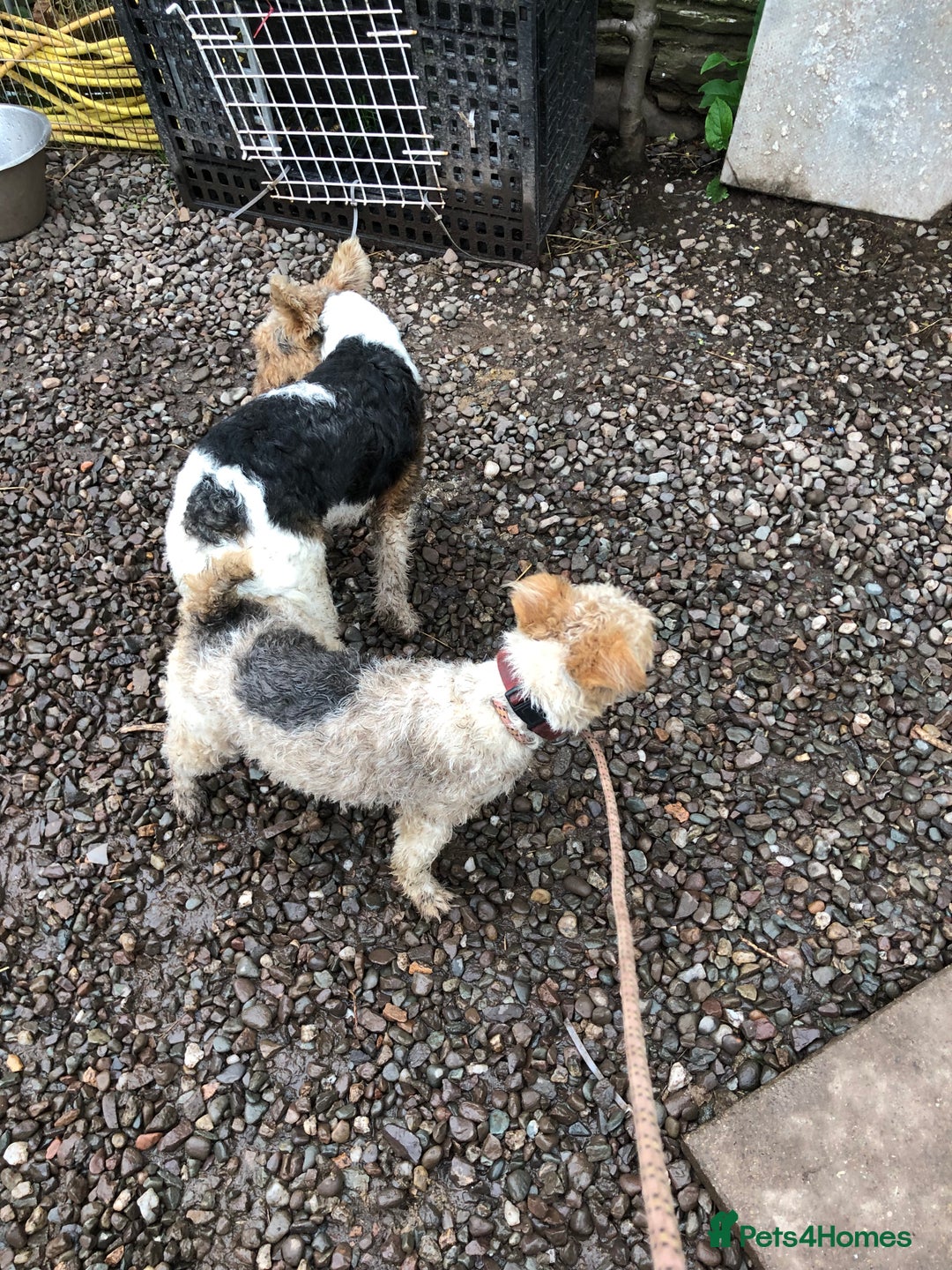 Fox Terrier dogs for stud: Wire Haired Fox Terrier for stud.  in Dunblane - Image 6