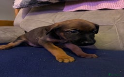 Mixed Breed dogs for sale: Doberman X Malanois  - Image 7