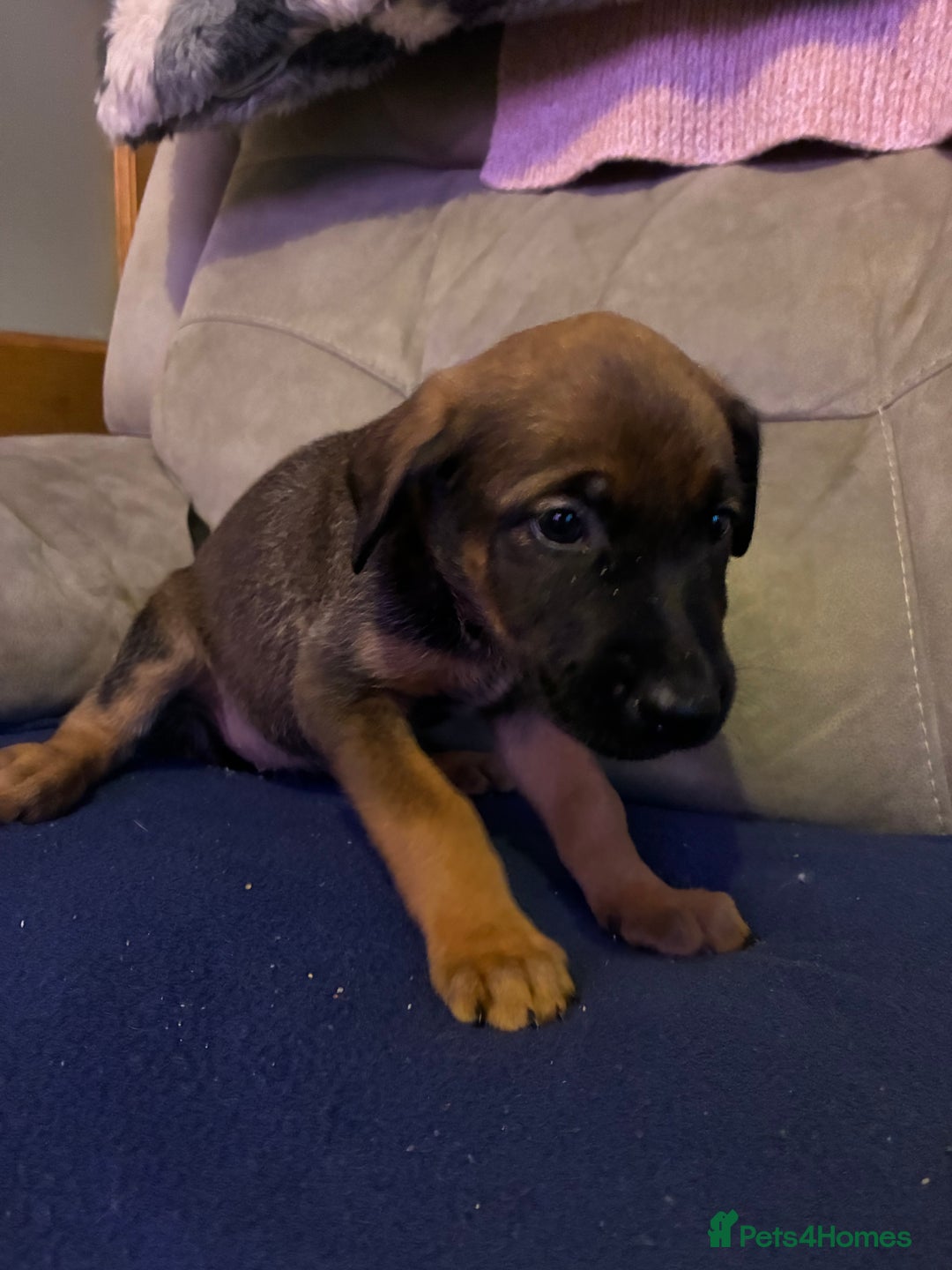 Mixed Breed dogs for sale: Doberman X Malanois  - Image 7
