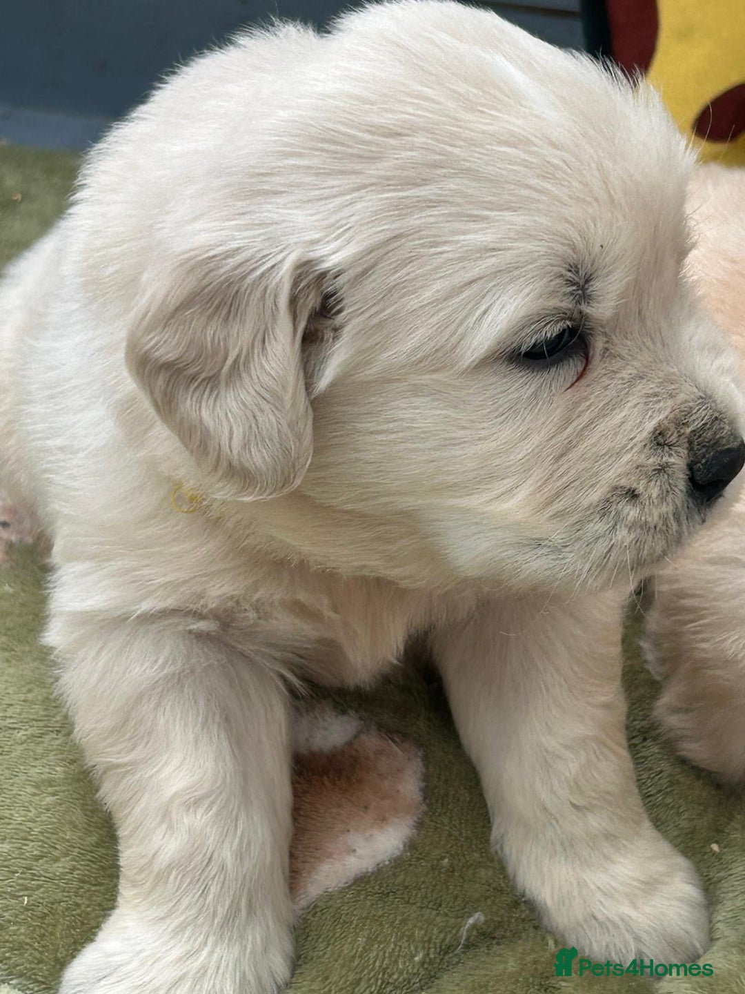 Golden Retriever dogs for sale: Superb litter Kc reg health tested goldens - Image 8
