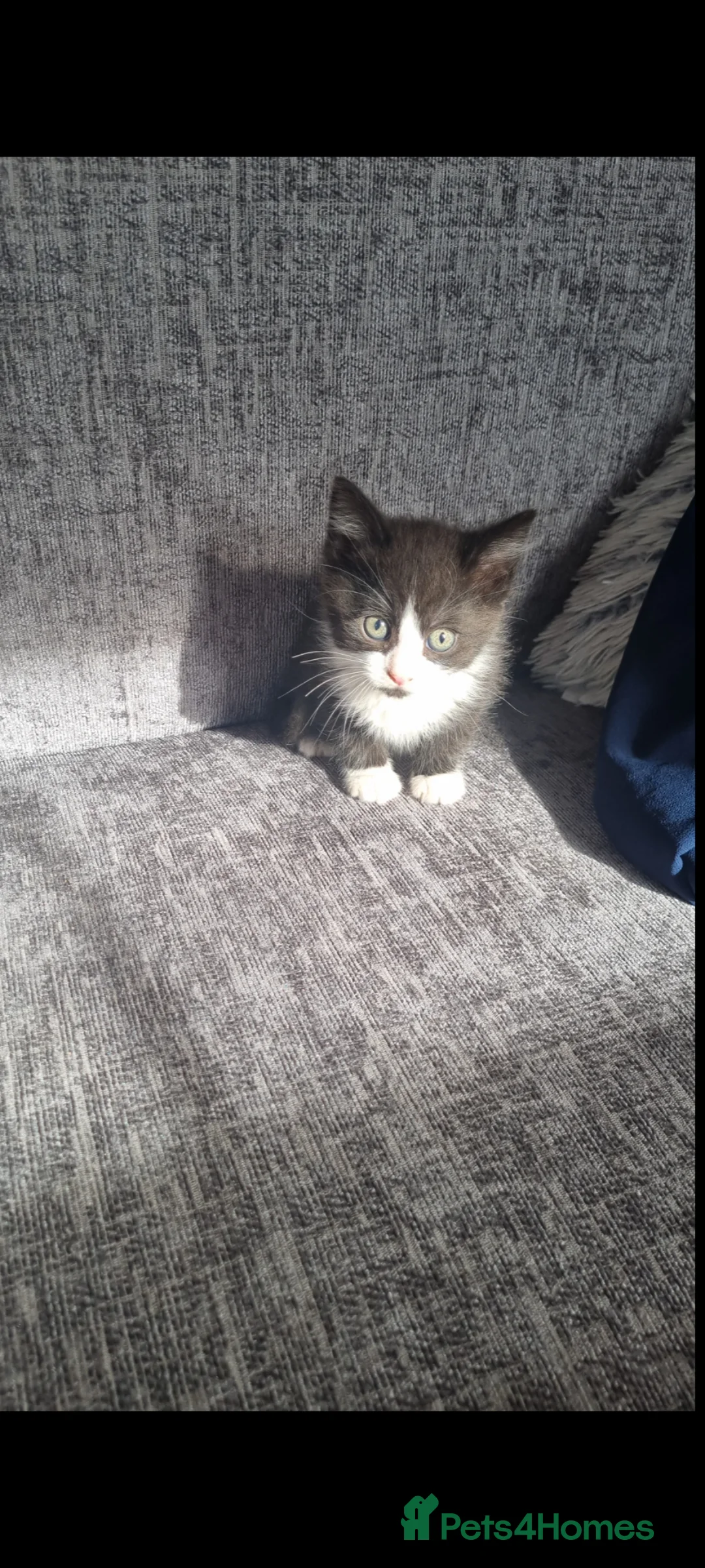 Mixed Breed cats for sale: 4 kittens need rehoming  - Advert 2