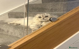 Scottish Fold cats for sale: Spayed ScottishFold Queen - Image 3