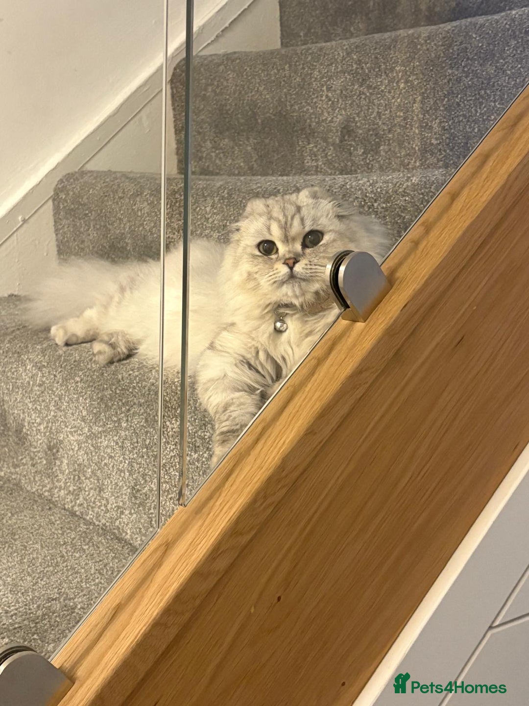 Scottish Fold cats for sale: Spayed ScottishFold Queen - Image 3
