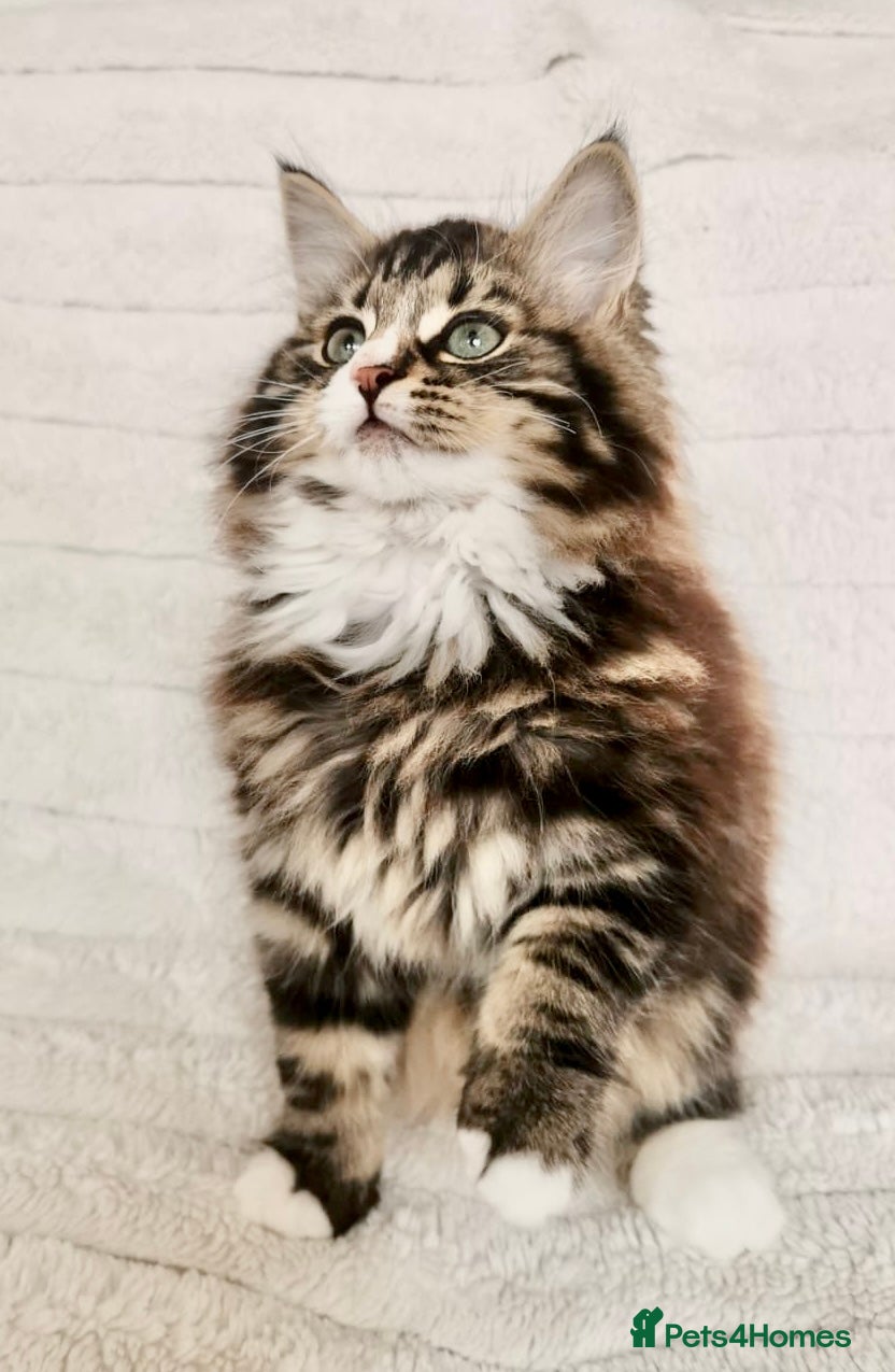 Mixed Breed cats REDUCED. Maine Coon Kittens - Advert 6
