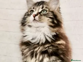 Mixed Breed cats REDUCED. Maine Coon Kittens - Advert 6