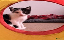 Mixed Breed cats for sale: Kittens  - Image 8