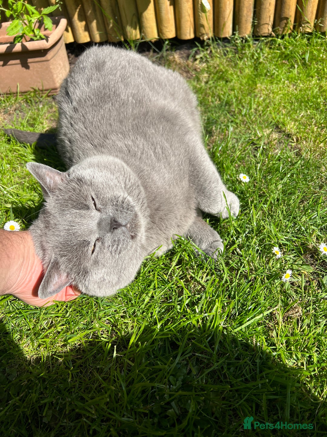 British Shorthair cats for stud: GCCF Active Registered Blue British Shorthair in Bristol - Advert 14