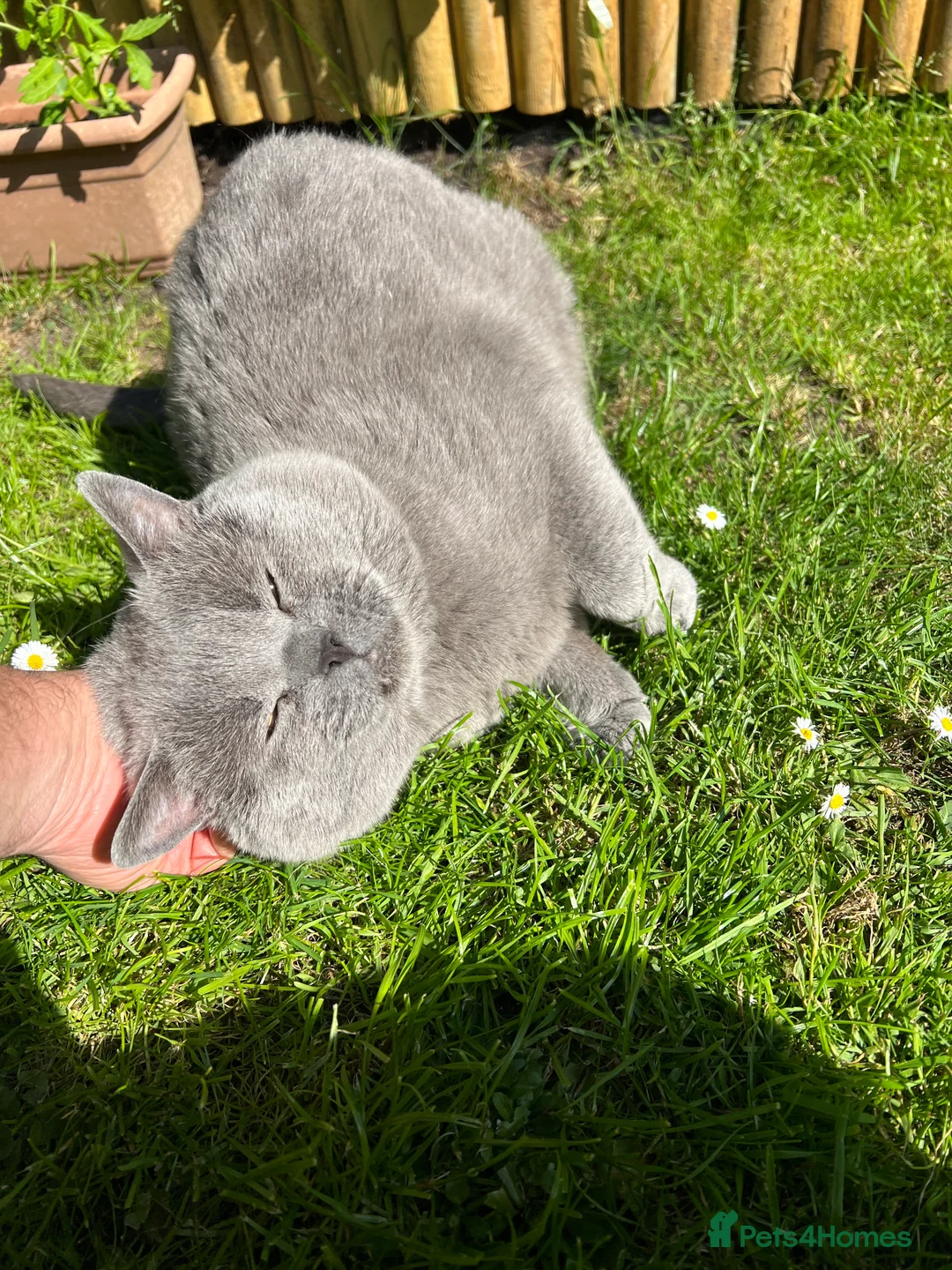 British Shorthair cats for stud: GCCF Active Registered Blue British Shorthair in Bristol - Advert 14