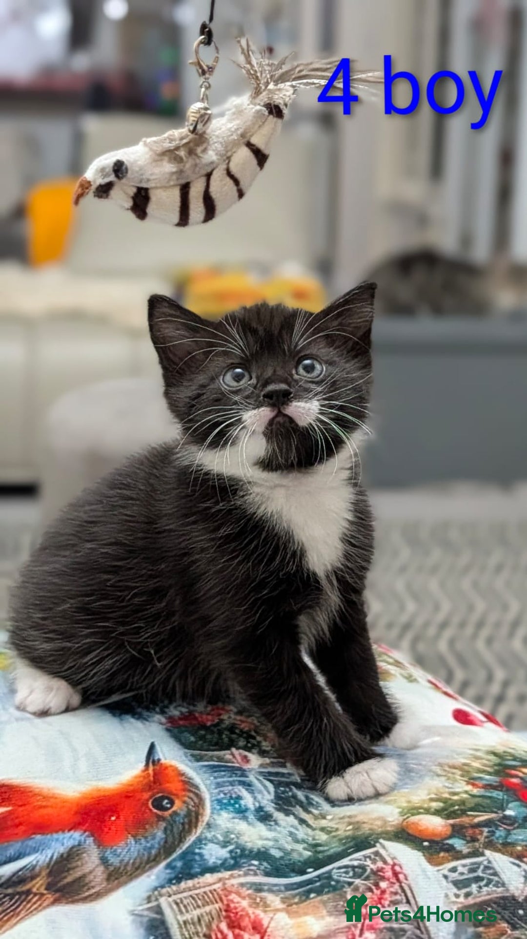 European cats for sale: 4 beautiful kittens for sale - Advert 10