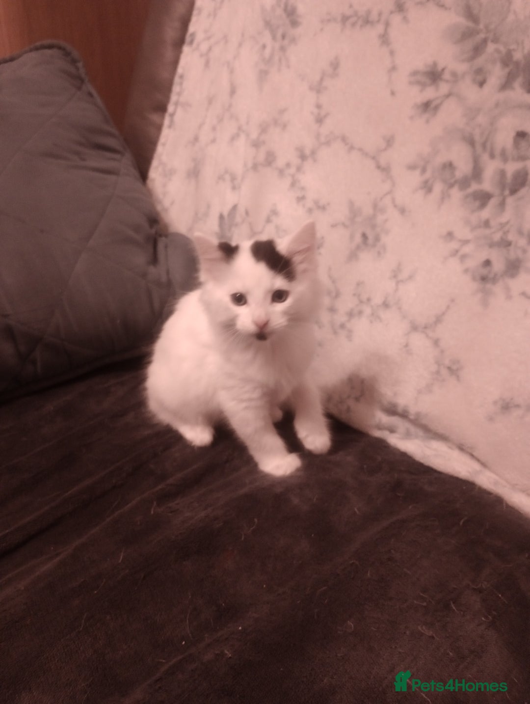 Mixed Breed cats for sale: Amazing kitten's  - Advert 9