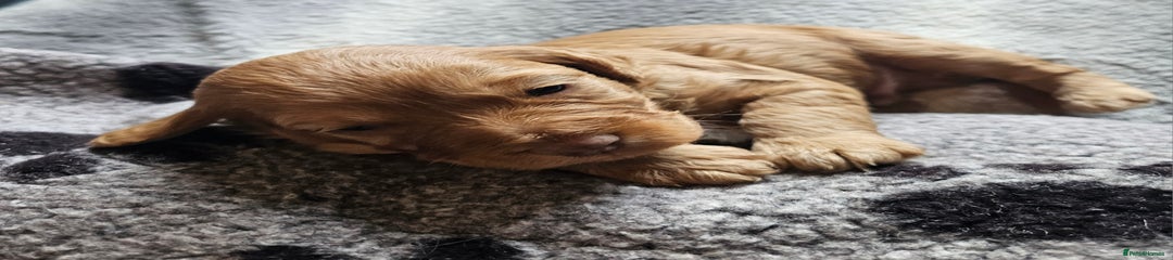 Toffee