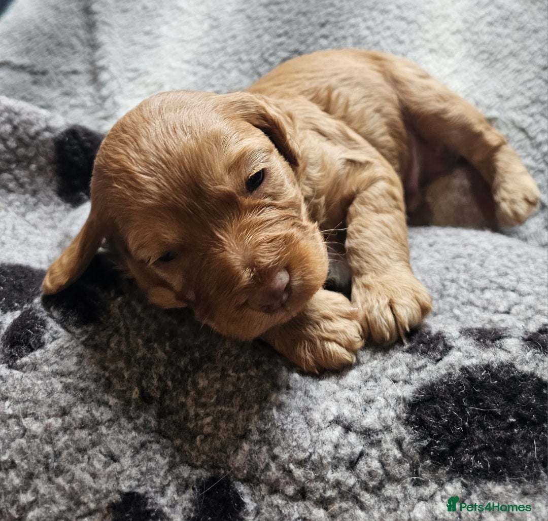 Mixed Breed dogs for sale: Cockerpoo puppys mini - Image 16
