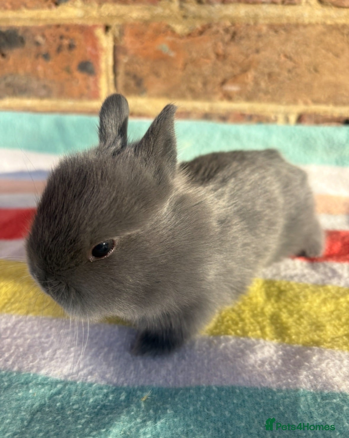 Netherland Dwarf rabbits White, Chocolate & Blue Netherland Dwarf Bunnies  - Advert 10