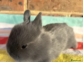 Netherland Dwarf rabbits White, Chocolate & Blue Netherland Dwarf Bunnies - Advert 16