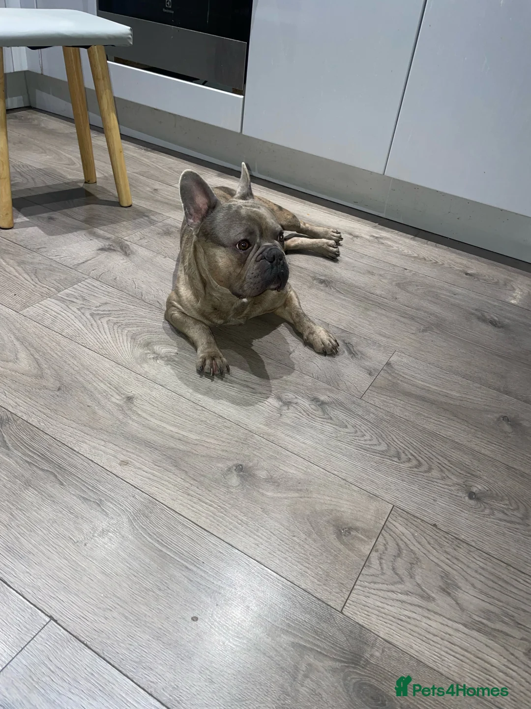 French Bulldog dogs for sale: Chocolate Merl French Bulldog - Advert 2