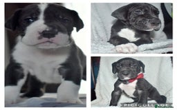 Great Dane dogs for stud: OPEN FOR STUD Stunning Apollo in Bathgate - Image 16