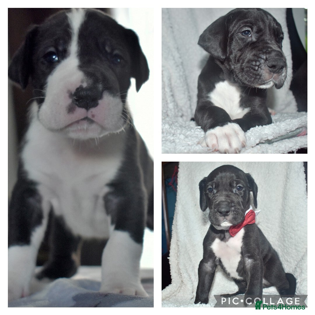 Great Dane dogs for stud: OPEN FOR STUD Stunning Apollo in Bathgate - Image 16