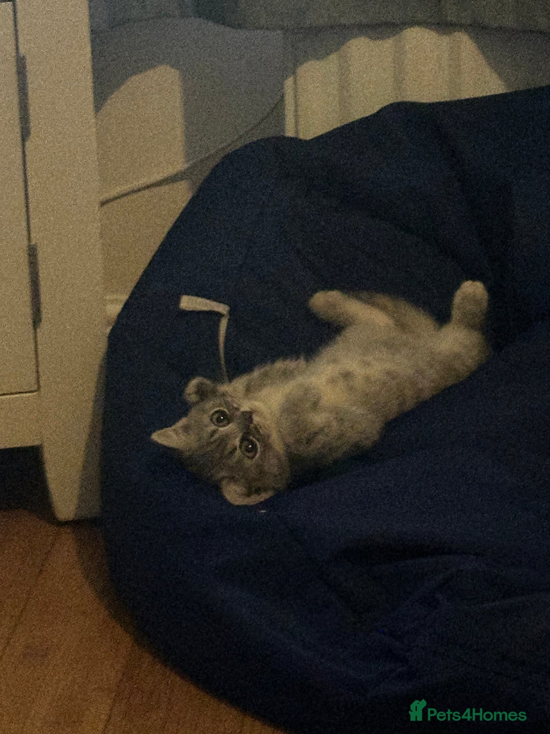 British Shorthair cats for sale: British Shorthair Male blue kitten.  - Image 5
