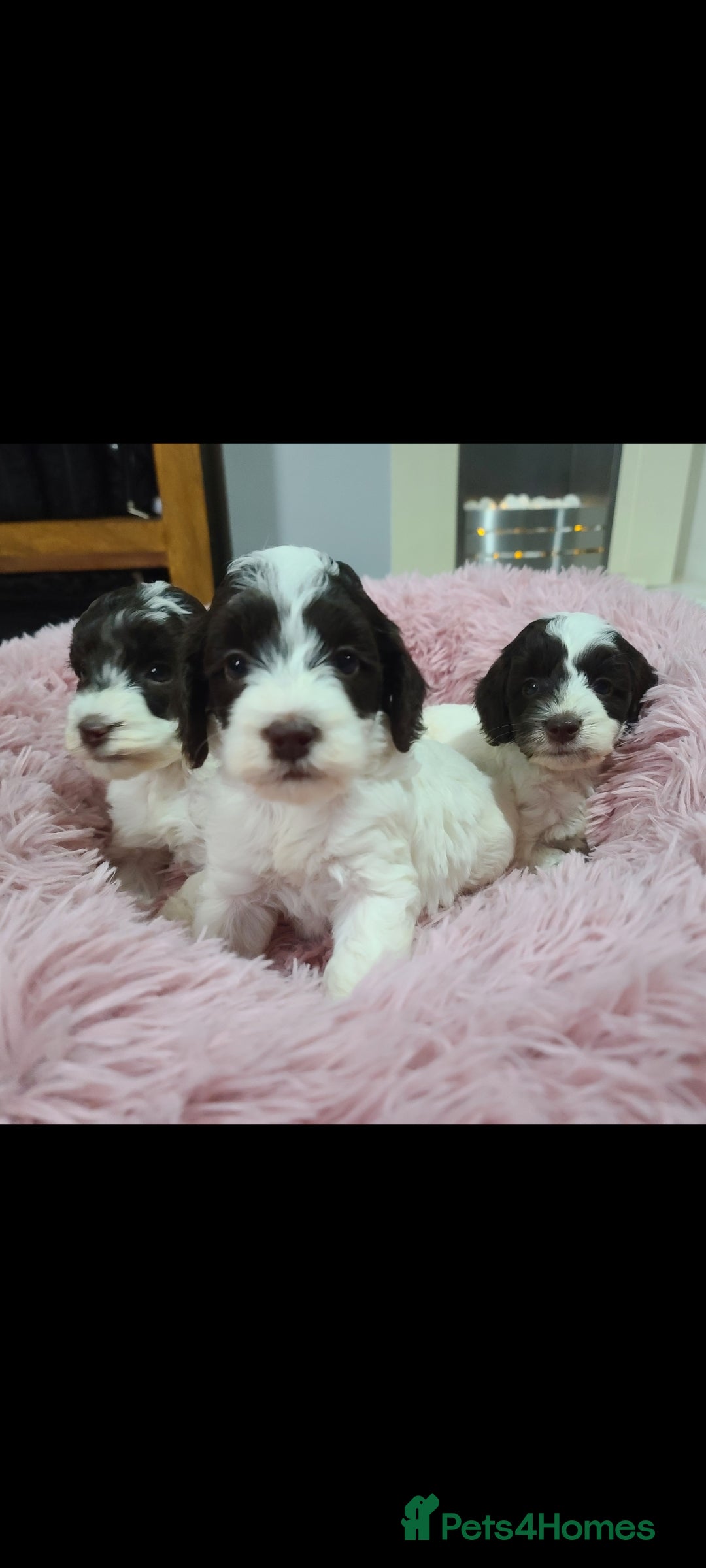 Cavapoo dogs for sale: F1b Cavapoos. Chocolate Parti. HEALTH TESTED - Advert 7