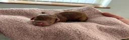 Sproodle dogs for sale: F1B sproodle puppies  in Nantwich - Advert 3