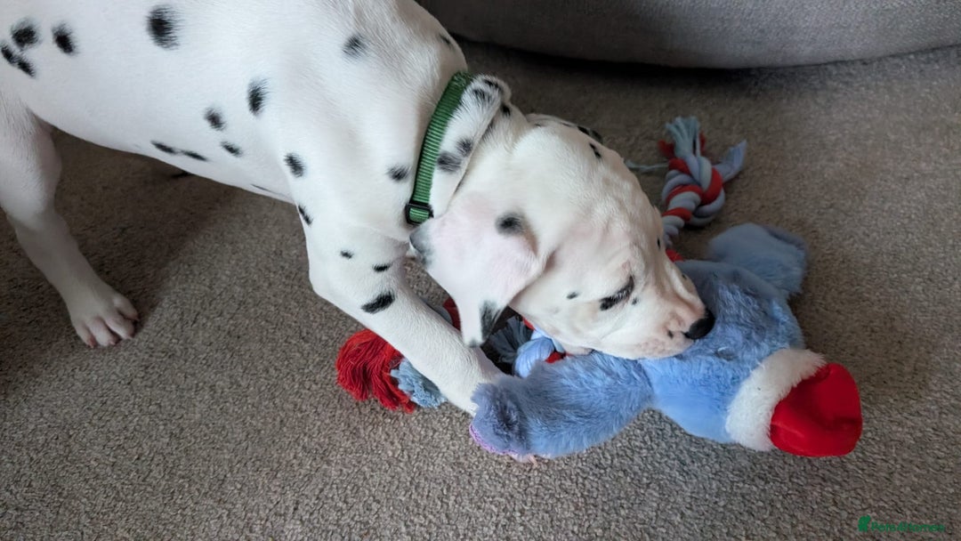 Dalmatian dogs for sale: Dalmatian puppies KC registered last 1 remaining - Advert 2
